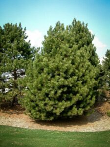 Сосна Чёрная (Pinus Nigra) купить по цене от 270.00р. в интернет-магазине «Посадика» с доставкой почтой в в Курловое и по всей России – [изображение №1].