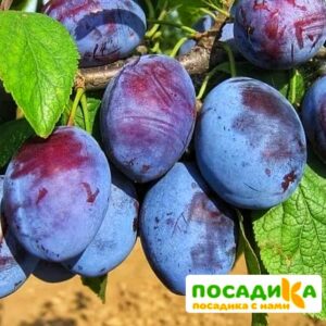 Слива Чачакская ранняя купить по цене от 229.00р. в интернет-магазине «Посадика» с доставкой почтой в в Курловое и по всей России – [изображение №1].