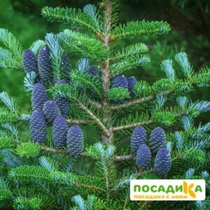 Пихта корейская (Abies koreana) купить по цене от 450.00р. в интернет-магазине «Посадика» с доставкой почтой в в Курловое и по всей России – [изображение №1].