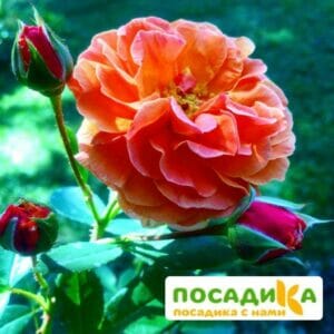 Роза Арабия купить по цене от 350.00р. в интернет-магазине «Посадика» с доставкой почтой в в Курловое и по всей России – [изображение №1].