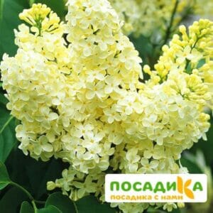 Сирень Примроуз (Primrose) купить по цене от 529.00р. в интернет-магазине «Посадика» с доставкой почтой в в Курловое и по всей России – [изображение №1].