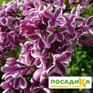 Сирень Сенсация купить по цене от 529.00р. в интернет-магазине «Посадика» с доставкой почтой в в Курловое и по всей России – [изображение №1].