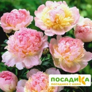 Пион Распберри Сандей (Paeonia Raspberry Sundae) купить по цене от 959р. в интернет-магазине «Посадика» с доставкой почтой в в Курловое и по всей России – [изображение №1].