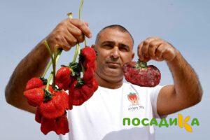 Клубника Гигант Джорнея купить по цене от 266р. в интернет-магазине «Посадика» с доставкой почтой в в Курловое и по всей России – [изображение №1].