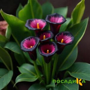 Калла Аура Лейс купить по цене от 400р. в интернет-магазине «Посадика» с доставкой почтой в в Курловое и по всей России – [изображение №1].