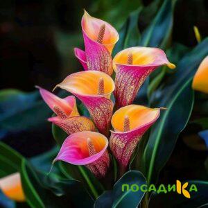 Калла Оникс купить по цене от 450р. в интернет-магазине «Посадика» с доставкой почтой в в Курловое и по всей России – [изображение №1].