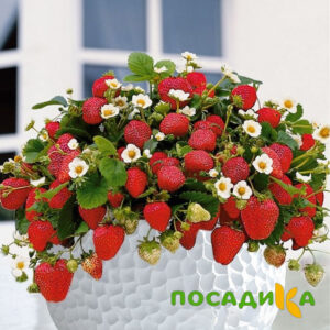Клубника Рубиновый Шепот (горшечная) купить по цене от 240р. в интернет-магазине «Посадика» с доставкой почтой в в Курловое и по всей России – [изображение №1].