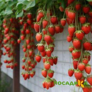 Клубника вьющаяся Комплимент купить по цене от 470р. в интернет-магазине «Посадика» с доставкой почтой в в Курловое и по всей России – [изображение №1].