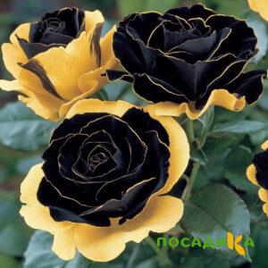 Роза Ханни Сикл купить по цене от 700р. в интернет-магазине «Посадика» с доставкой почтой в в Курловое и по всей России – [изображение №1].