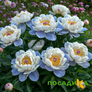 Пион акварельный Этюд купить по цене от 806р. в интернет-магазине «Посадика» с доставкой почтой в в Курловое и по всей России – [изображение №1].