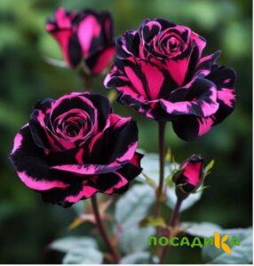 Роза Багровый Шепот купить по цене от 366р. в интернет-магазине «Посадика» с доставкой почтой в в Курловое и по всей России – [изображение №1].