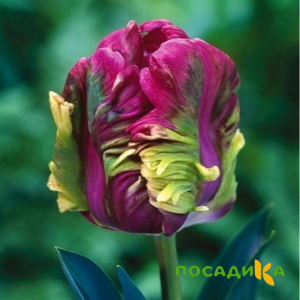 Тюльпан Экзотик Хэвен купить по цене от 186р. в интернет-магазине «Посадика» с доставкой почтой в в Курловое и по всей России – [изображение №1].
