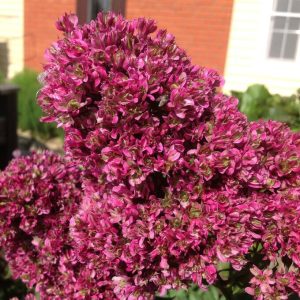 Флокс Филингс купить по цене от 329р. в интернет-магазине «Посадика» с доставкой почтой в в Курловое и по всей России – [изображение №1].