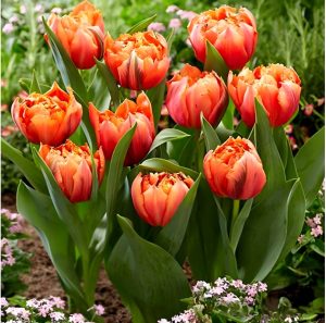 Тюльпан Гудошник Дабл купить по цене от 185р. в интернет-магазине «Посадика» с доставкой почтой в в Курловое и по всей России – [изображение №1].