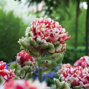 Тюльпан Дабл Флеминг Берд купить по цене от 249р. в интернет-магазине «Посадика» с доставкой почтой в в Курловое и по всей России – [изображение №1].