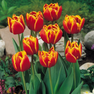 Тюльпан Блэк Фаер купить по цене от 275р. в интернет-магазине «Посадика» с доставкой почтой в в Курловое и по всей России – [изображение №1].