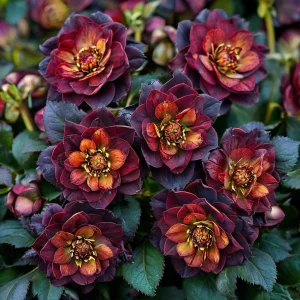 Морозник Сноу Дроп купить по цене от 348р. в интернет-магазине «Посадика» с доставкой почтой в в Курловое и по всей России – [изображение №1].