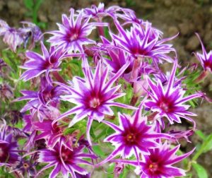 Флокс Звездное Кружево купить по цене от 361р. в интернет-магазине «Посадика» с доставкой почтой в в Курловое и по всей России – [изображение №1].