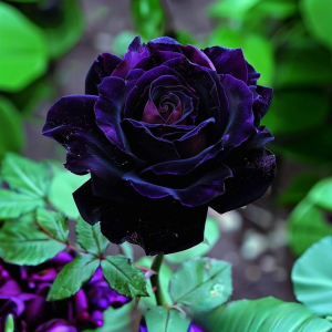 Роза Блэк Пантер купить по цене от 319р. в интернет-магазине «Посадика» с доставкой почтой в в Курловое и по всей России – [изображение №1].
