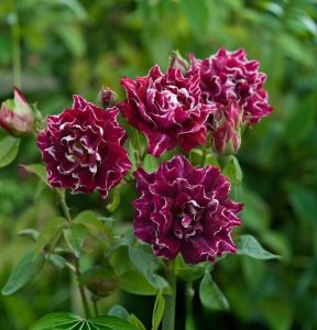 Роза Опаловый Пейзаж купить по цене от 490р. в интернет-магазине «Посадика» с доставкой почтой в в Курловое и по всей России – [изображение №1].